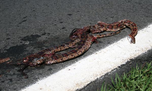 A snake that was killed on a highway.